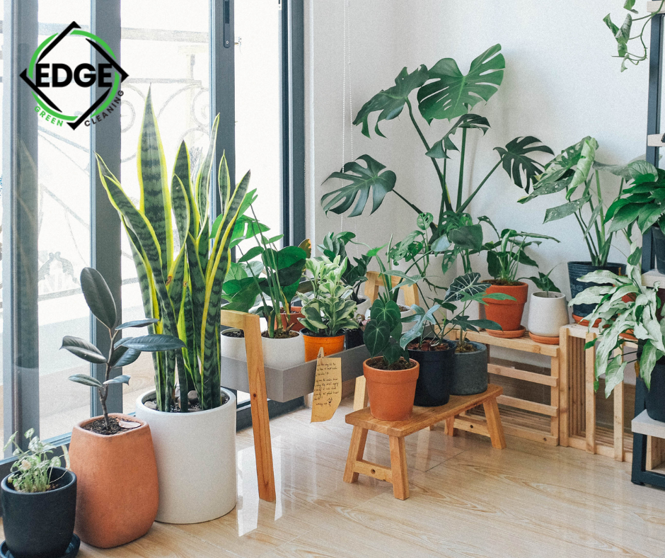 Breathe Easy: The Impact of Indoor Plants on Air Quality
